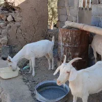 معاوضه بز سانن با میش|حیوانات مزرعه|رودشت (چهارمحال و بختیاری), |دیوار