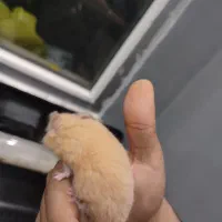 همستر|موش و خرگوش|فولادشهر, B4|دیوار