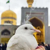 آفری تور مشهد با قطار