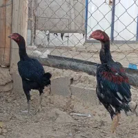 دو عدد جوجه لاری