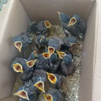 مرغ مینا
