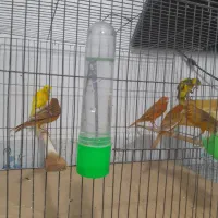 قناری اوپال رنگ دارچینی و سوخته|پرنده|رشت, ترمینال|دیوار