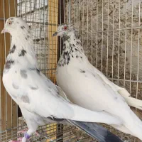 کبوتر