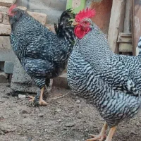 خروس پلیموت اموک|حیوانات مزرعه|باسمنج, |دیوار