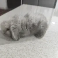 خرگوش لوپ با عروس معاوضه میکنم