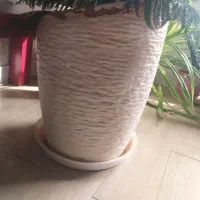 گل طبیعی بسیار بزرگ|گل و گیاه طبیعی|آبسرد, |دیوار