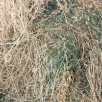 علف|خدمات باغبانی و درختکاری|قزوین, |دیوار