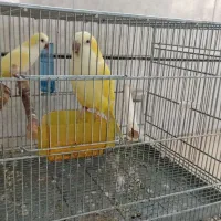 راهب کرمینو