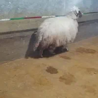 شیشک لری|حیوانات مزرعه|بیرانوند, |دیوار