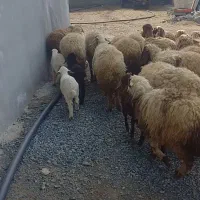 گوسفند چاق