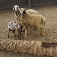 فروش دوعددگوسفند