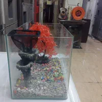 آکفاریوم|ماهی|نسیمشهر, |دیوار