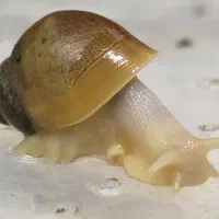 حلزون اچاتینا