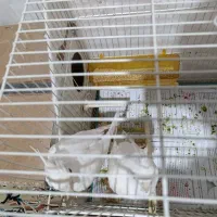 عروس هلندی جفت هستن مولد