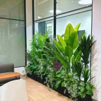 آگلونما بلک/پیرومیا