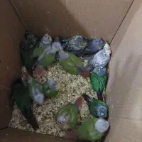 جوجه گرینچیک وعروس هلندی|پرنده|بندر کنگان, |دیوار