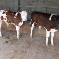 فروش گوساله نرسیمینتال عطیقه پرواری