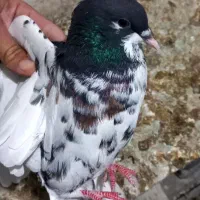 کبوتر یال گلدار|پرنده|نورآباد ممسنی, |دیوار