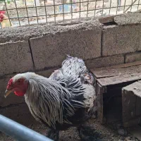 خروس|حیوانات مزرعه|کرج, چمن|دیوار