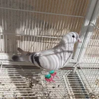 کبوتر شامی سبز نر