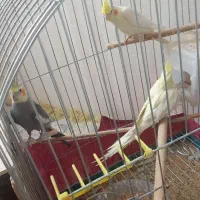 فروش ۳عروس هلندی با قفس