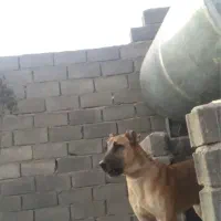 سگ سرابی توله ۹ماهه|سگ|شهریار, اصیل آباد|دیوار