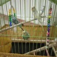 مرغ عشق سالم و سرحال