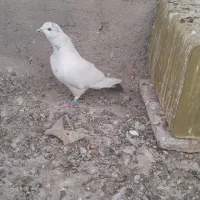 کبوتر پرشی.کود بار|پرنده|سبزوار, شرق کال میانی|دیوار