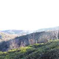 زمین باغی باویوی بینظیر در روستای توریستی سرچشمه|فروش زمین و ملک کلنگی|لاهیجان, لیل|دیوار
