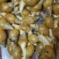 حلزون|خزنده|اراک, |دیوار