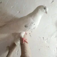 کبوتر تهرانی