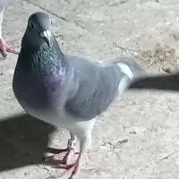 2 عدد کبوتر جوان