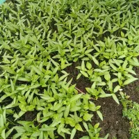 نشا خیار درختی پرمحصول ـ فلفل امریکایی ـ گوجه محلی