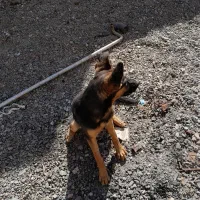 ژرمن ماده|سگ|سبزوار, پیروزی|دیوار