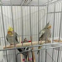 عروس هلندی نر و ماده|پرنده|قدس, شهرقدس|دیوار