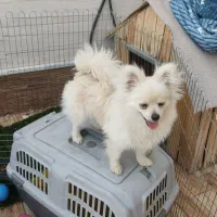 فروش سگ پامرانیان|سگ|شیراز, عفیفآباد|دیوار