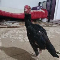 فروش 3خروس|حیوانات مزرعه|کرانی, |دیوار