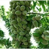 فروش نهال های پاکوتاه اصلاح شده|خدمات باغبانی و درختکاری|ملکان, |دیوار