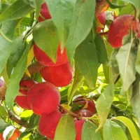 انواع نهال شلیل|خدمات باغبانی و درختکاری|خوی, |دیوار