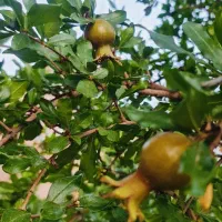 منزل ویلایی|فروش خانه و ویلا|فردوس (خراسان), |دیوار