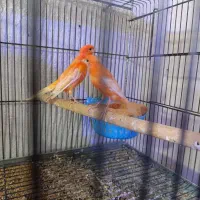 قناری رد فکتور نرو ماده