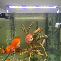 دیسکس|ماهی|تهران, یاخجی آباد|دیوار