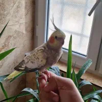 عروس هلندی ماده دستی مرواریدی