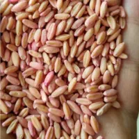 گندم دیم بوجاری شده