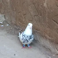 طوقی هفت رنگ و سوسکی|پرنده|گنبد کاووس, |دیوار