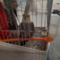 عروس‌