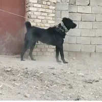 توله رخ یک سال حیون سیاه دوسال گله ای دهن پاک