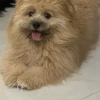 واگزاری سگ نژاد پامرشیتزو توافقی