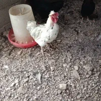 مرغ خروس|حیوانات مزرعه|شاهین‌شهر, شهرک میلاد|دیوار