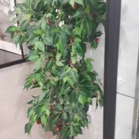 درختچه گیلاس مصنویی|گل مصنوعی|بندرعباس, |دیوار